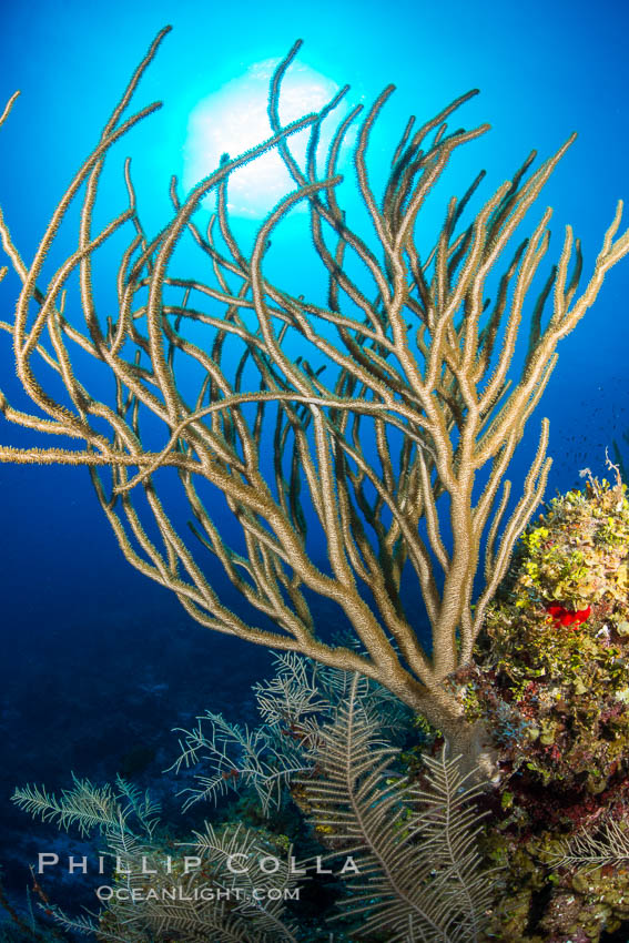 Gorgonian soft corals, Grand Cayman Island. Cayman Islands, natural history stock photograph, photo id 32123