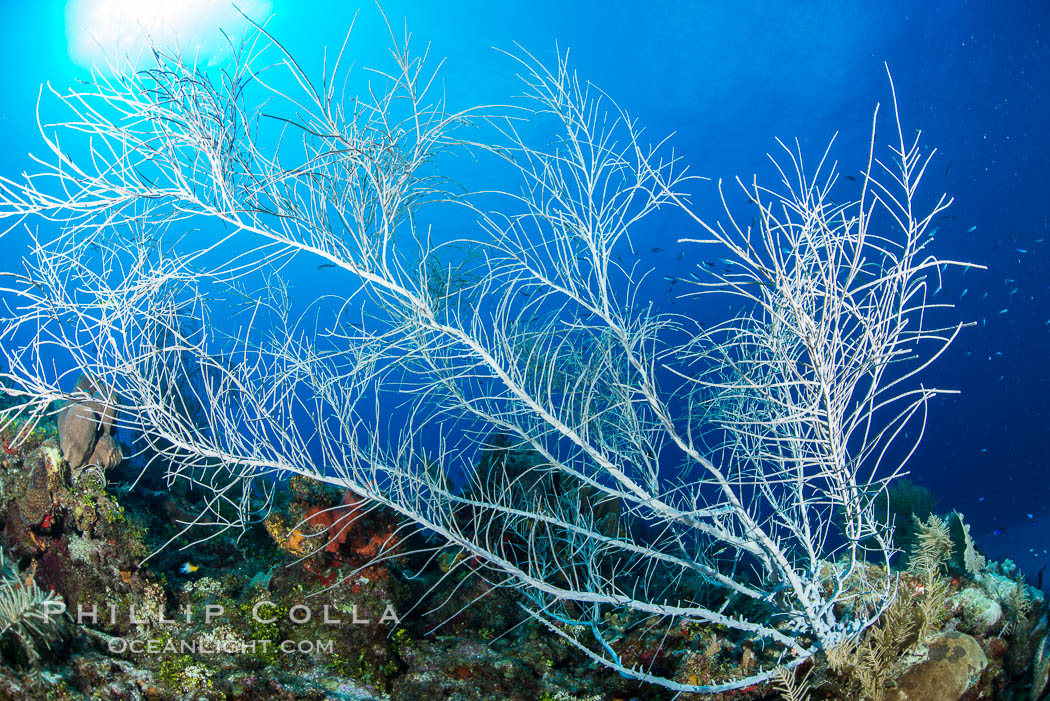 Gorgonian soft corals, Grand Cayman Island. Cayman Islands, natural history stock photograph, photo id 32127