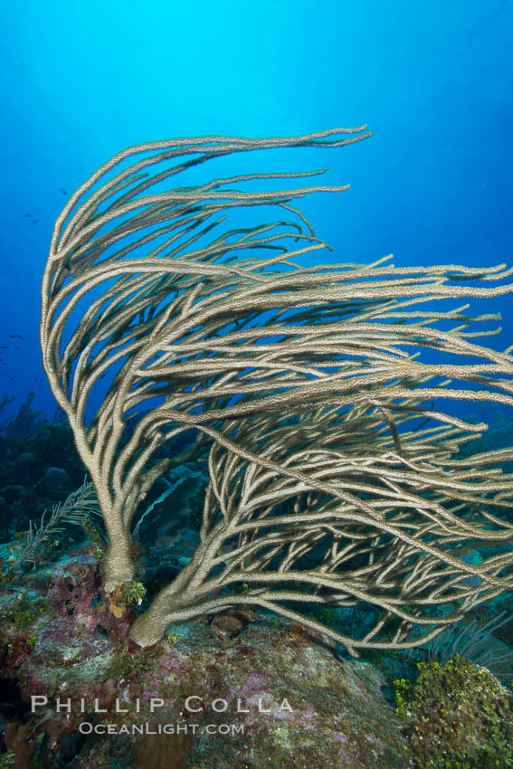 Gorgonian soft corals, Grand Cayman Island. Cayman Islands, natural history stock photograph, photo id 32175