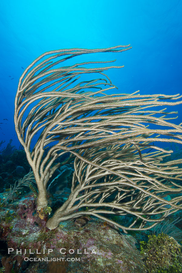 Gorgonian soft corals, Grand Cayman Island., natural history stock photograph, photo id 32175