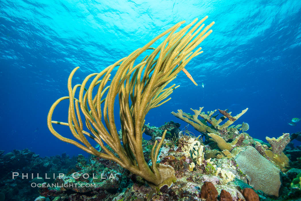 Gorgonian soft corals, Grand Cayman Island. Cayman Islands, natural history stock photograph, photo id 32207