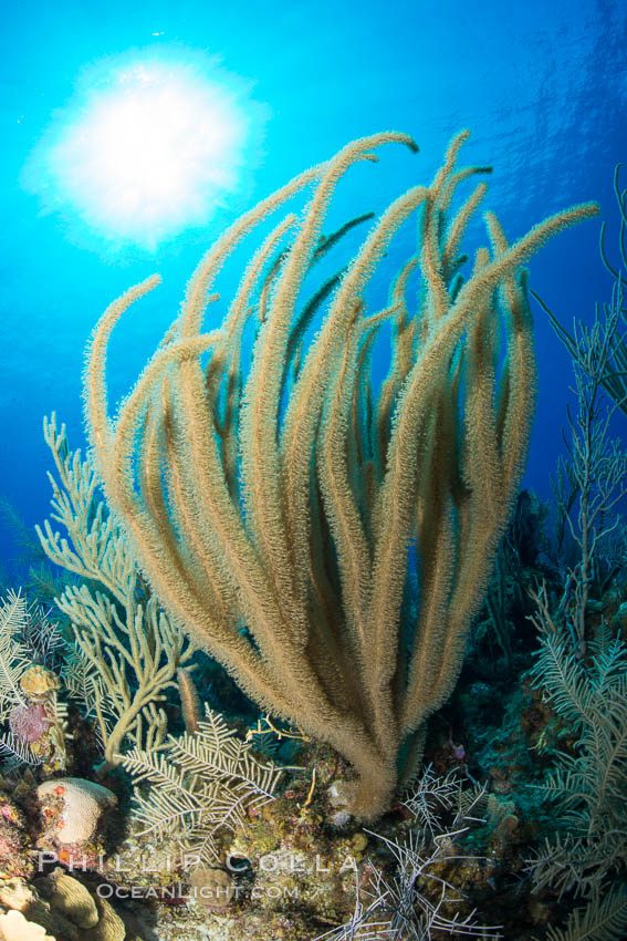 Gorgonian soft corals, Grand Cayman Island. Cayman Islands, natural history stock photograph, photo id 32041