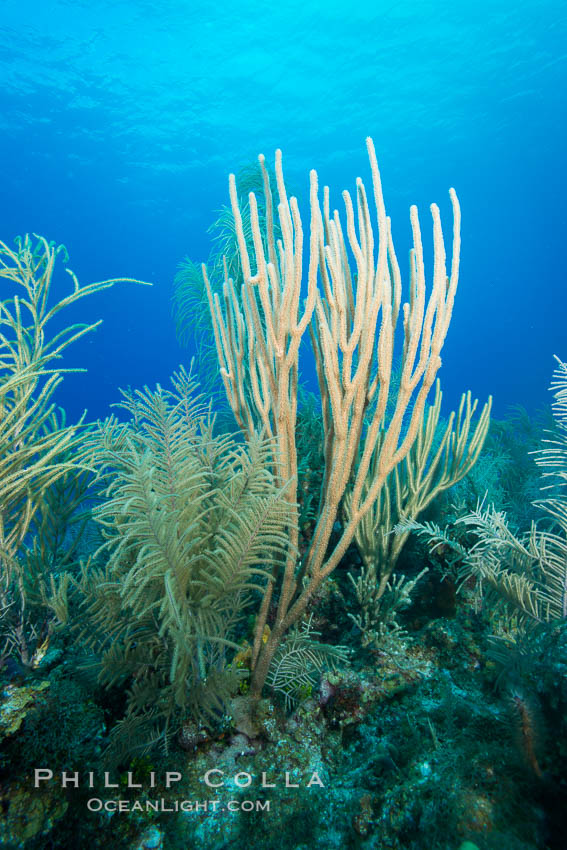 Gorgonian soft corals, Grand Cayman Island. Cayman Islands, natural history stock photograph, photo id 32109