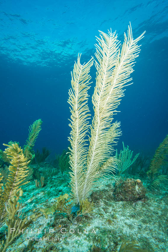 Gorgonian soft corals, Grand Cayman Island. Cayman Islands, natural history stock photograph, photo id 32117