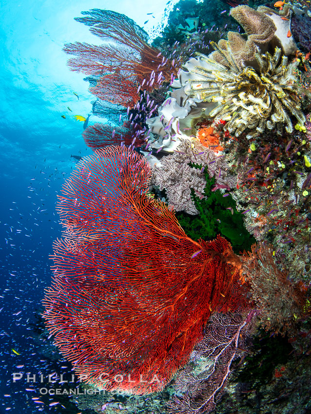 Gorgonians and a variety of Hard Corals flourish on a spectacular coral reef, Fiji Islands. Namena Marine Reserve, Namena Island, Gorgonacea, natural history stock photograph, photo id 41134