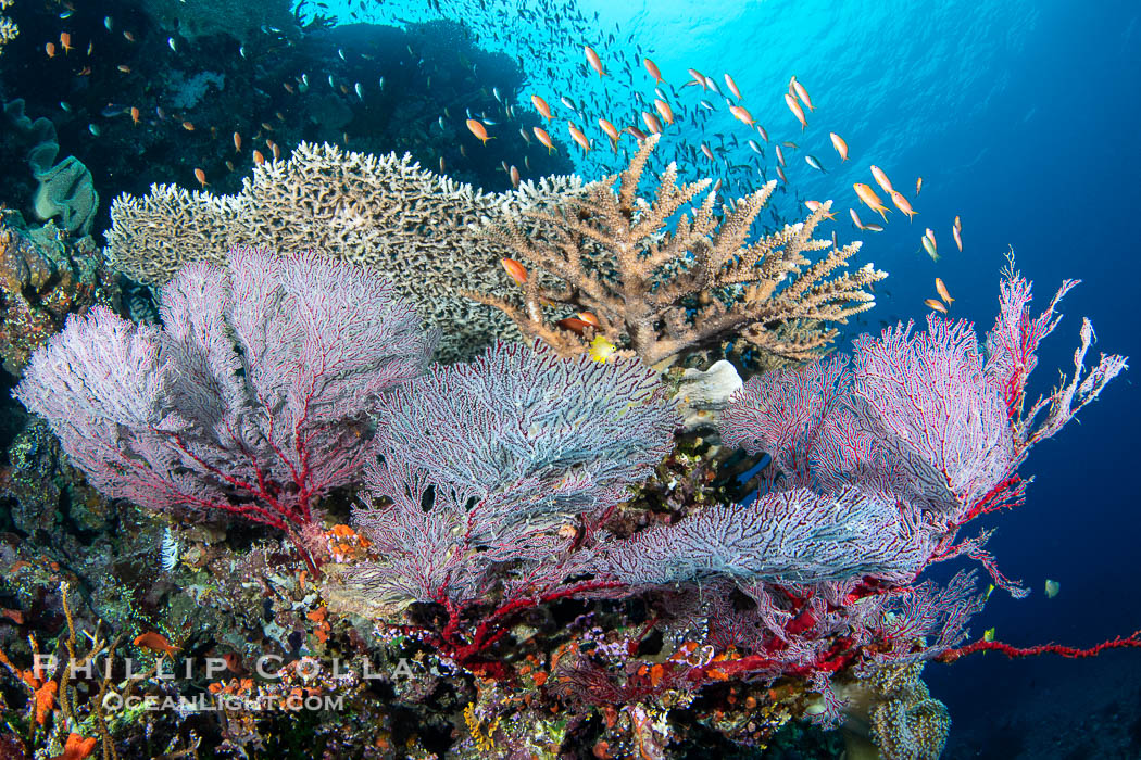 Gorgonians and a variety of Hard Corals flourish on a spectacular coral reef, Fiji Islands., Gorgonacea, natural history stock photograph, photo id 41154