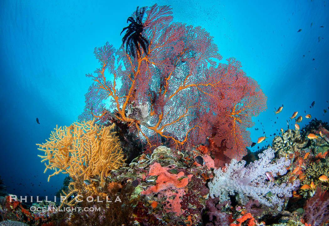 Gorgonians and a variety of Hard Corals flourish on a spectacular coral reef, Fiji Islands. Vatu I Ra Passage, Bligh Waters, Viti Levu Island, Gorgonacea, natural history stock photograph, photo id 41072