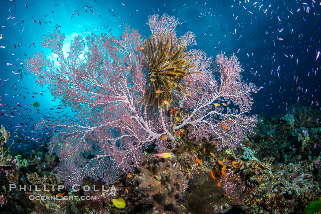 Gorgonians and a variety of Hard Corals flourish on a spectacular coral reef, Fiji Islands. Namena Marine Reserve, Namena Island, Gorgonacea, natural history stock photograph, photo id 41076