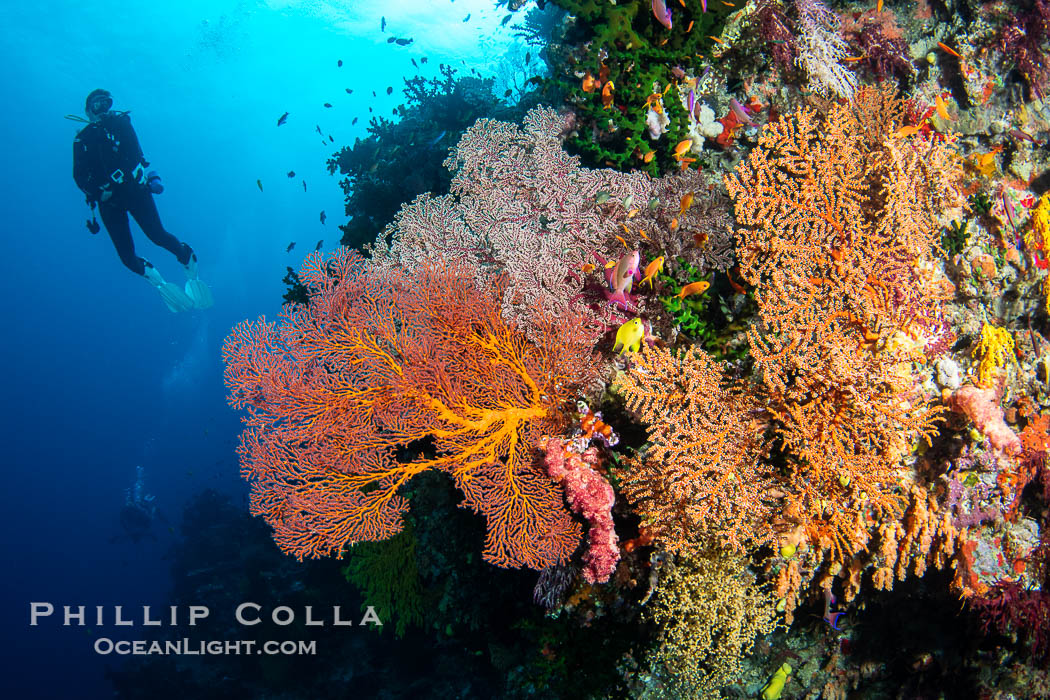 Gorgonians and a variety of Hard Corals flourish on a spectacular coral reef, Fiji Islands. Vatu I Ra Passage, Bligh Waters, Viti Levu Island, Gorgonacea, natural history stock photograph, photo id 41092