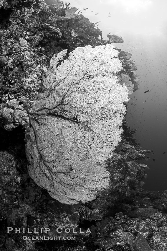 Gorgonians and a variety of Hard Corals flourish on a spectacular coral reef, Fiji Islands., Gorgonacea, natural history stock photograph, photo id 41136