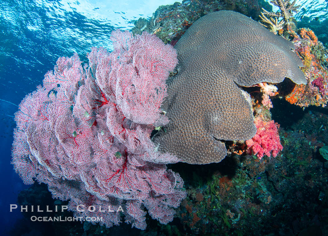 Gorgonians and a variety of Hard Corals flourish on a spectacular coral reef, Fiji Islands., Gorgonacea, natural history stock photograph, photo id 41039