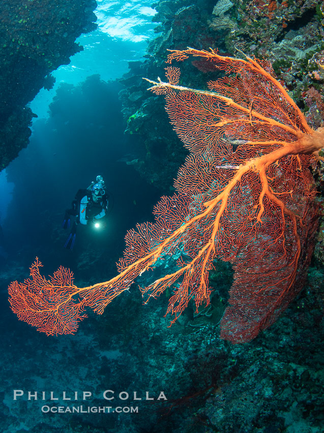 Gorgonians and a variety of Hard Corals flourish on a spectacular coral reef, Fiji Islands., Gorgonacea, natural history stock photograph, photo id 41059