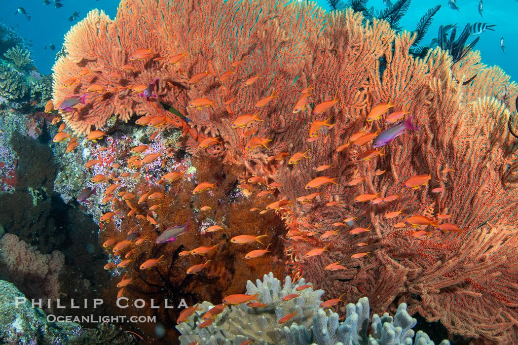 Gorgonians and a variety of Hard Corals flourish on a spectacular coral reef, Fiji Islands. Vatu I Ra Passage, Bligh Waters, Viti Levu Island, Gorgonacea, natural history stock photograph, photo id 41167