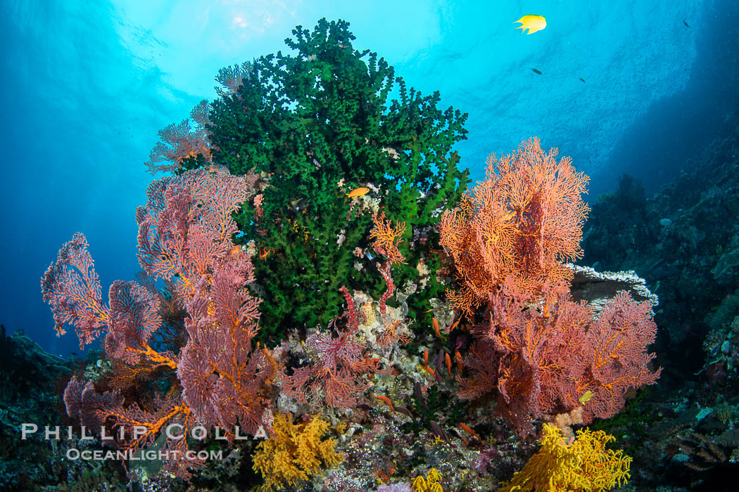 Gorgonians and a variety of Hard Corals flourish on a spectacular coral reef, Fiji Islands. Vatu I Ra Passage, Bligh Waters, Viti Levu Island, Gorgonacea, natural history stock photograph, photo id 41169