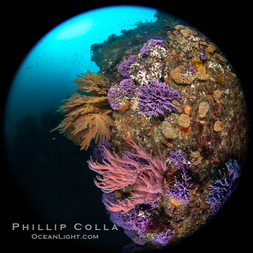 Red gorgonian, California golden gorgonian, purple hydrocoral, on rocky reef, Farnsworth Banks, Catalina Island, Allopora californica, Stylaster californicus