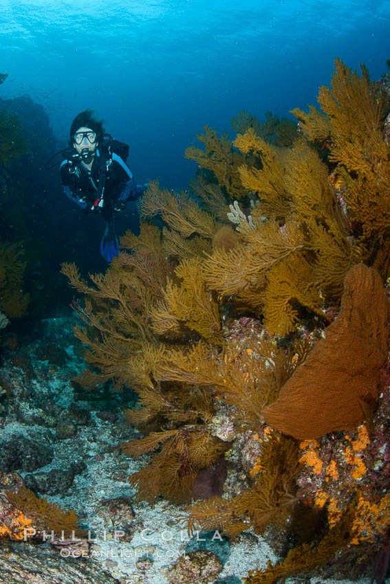 Gorgonians and invertebrate life covers a rocky reef, Sea of Cortez, Mexico. Baja California, natural history stock photograph, photo id 31242