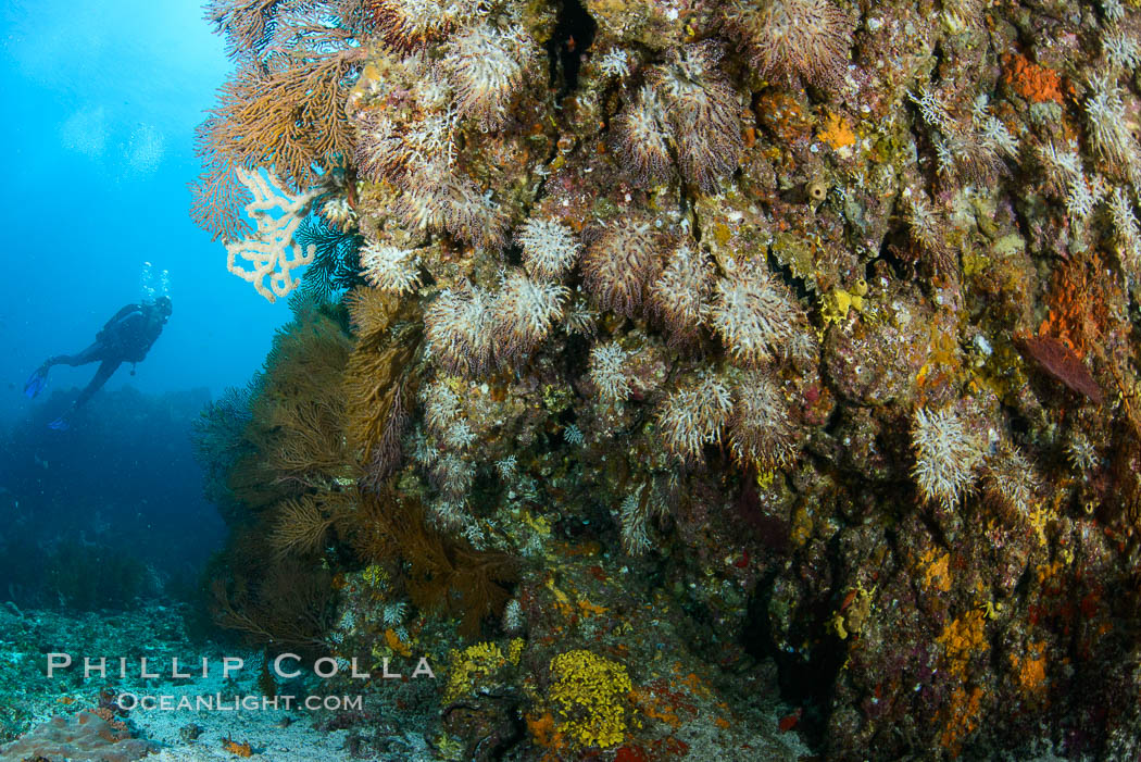 Gorgonians and invertebrate life covers a rocky reef, Sea of Cortez, Mexico. Baja California, natural history stock photograph, photo id 31241