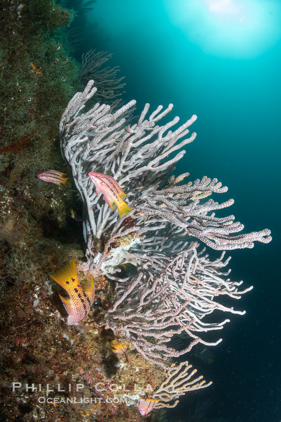 Gorgonians and Juvenile Mexican Hogfish on Lush Rocky Reef, Isla de la Guarda, Sea of Cortez, Bodianus diplotaenia, Isla Angel de la Guarda, Baja California, Mexico Gorgonians and Juvenile Mexican Hogfish on Lush Rocky Reef, Isla de la Guarda, Sea of Cortez, Bodianus diplotaenia, Isla Angel de la Guarda, Baja California, Mexico