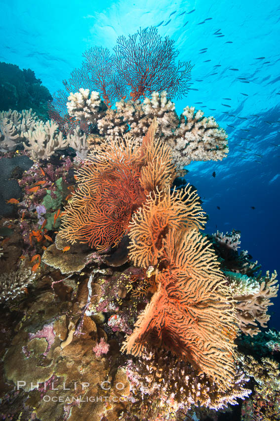 Gorgonians and Stony Corals, Tropical Coral Reef, Fiji. Vatu I Ra Passage, Bligh Waters, Viti Levu  Island, Gorgonacea, Plexauridae, natural history stock photograph, photo id 31360