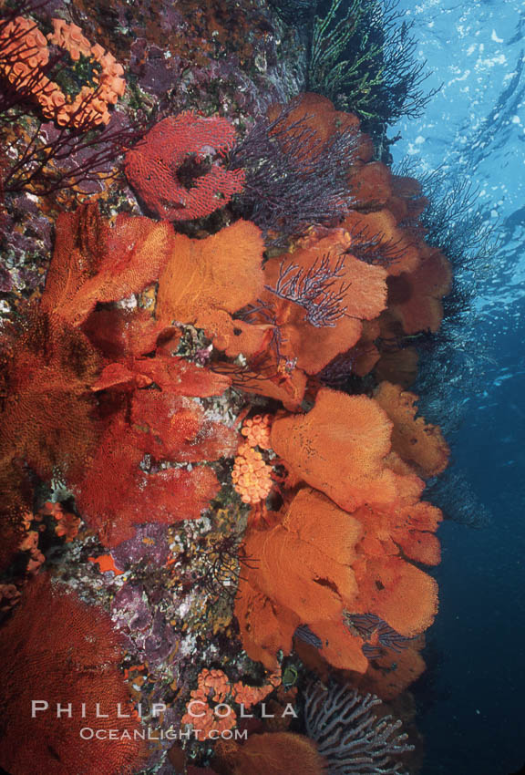 Gorgonians cover an undersea wall. Catalina Island, California, USA, natural history stock photograph, photo id 04764