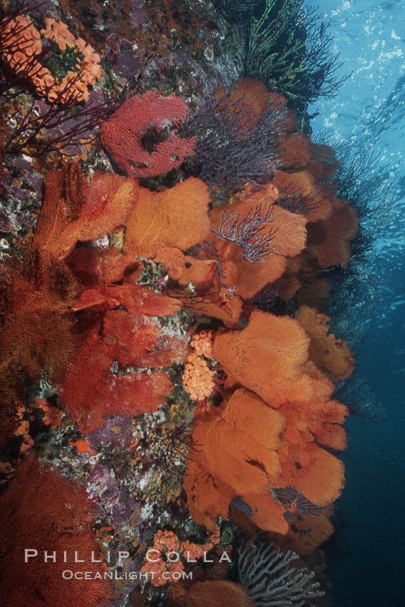 Gorgonians, Sea of Cortez., natural history stock photograph, photo id 05854