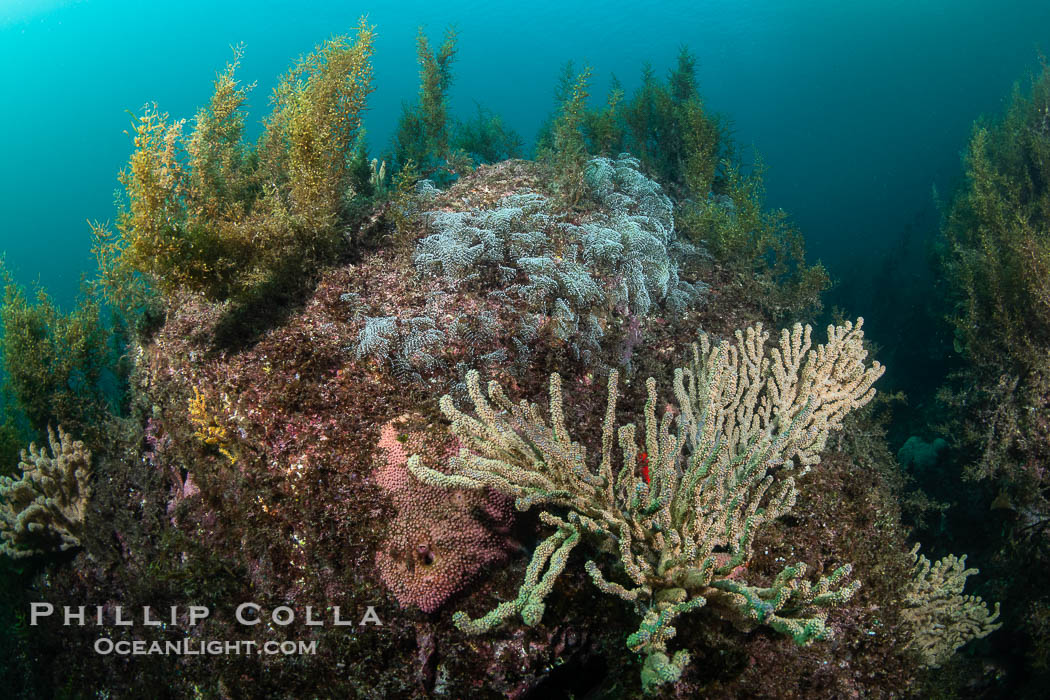Gorgonians on Lush Rocky Reef, San Pedro Martir Island, Sea of Cortez. Gorgonians are colonial filter feeders, spreading their branches into the currents flowing over the reef in order to gather passing bits of food, Isla San Pedro Martir, Sonora, Mexico Gorgonians on Lush Rocky Reef, San Pedro Martir Island, Sea of Cortez. Gorgonians are colonial filter feeders, spreading their branches into the currents flowing over the reef in order to gather passing bits of food, Isla San Pedro Martir, Sonora, Mexico