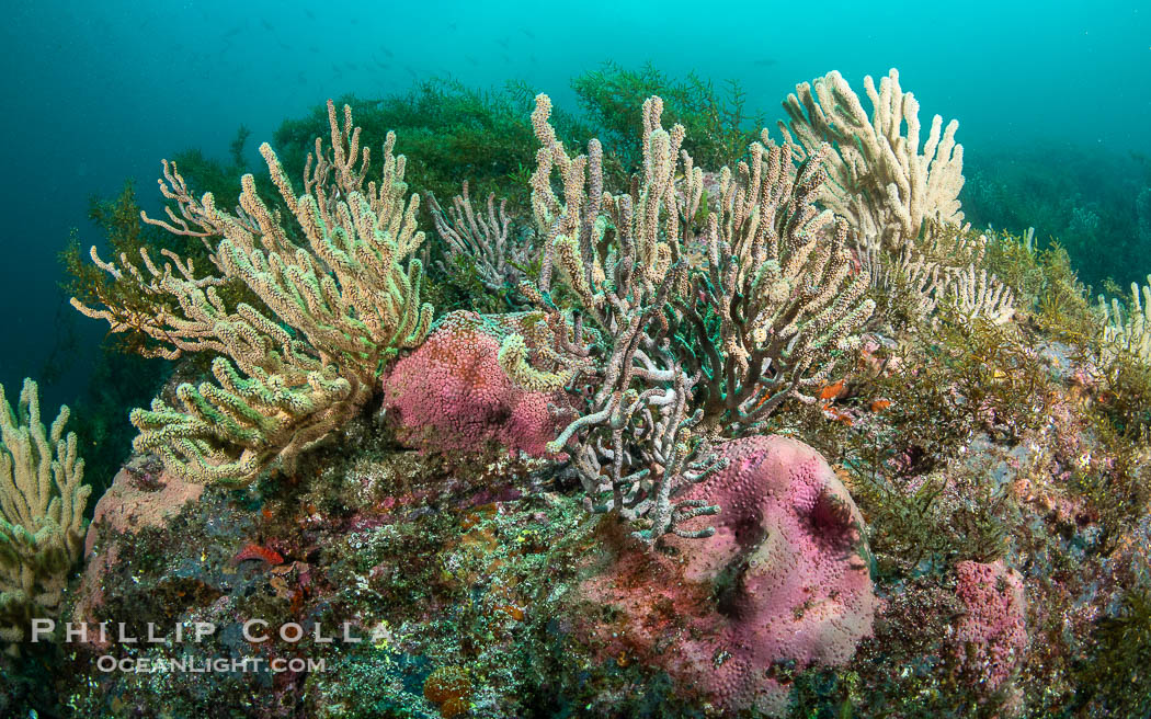 Gorgonians on Lush Rocky Reef, San Pedro Martir Island, Sea of Cortez. Gorgonians are colonial filter feeders, spreading their branches into the currents flowing over the reef in order to gather passing bits of food., natural history stock photograph, photo id 40383