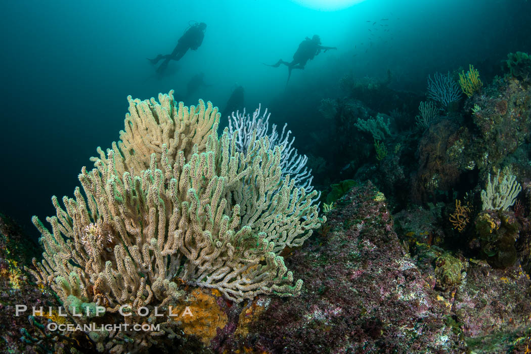 Gorgonians on Lush Rocky Reef, San Pedro Martir Island, Sea of Cortez. Gorgonians are colonial filter feeders, spreading their branches into the currents flowing over the reef in order to gather passing bits of food, Isla San Pedro Martir, Sonora, Mexico Gorgonians on Lush Rocky Reef, San Pedro Martir Island, Sea of Cortez. Gorgonians are colonial filter feeders, spreading their branches into the currents flowing over the reef in order to gather passing bits of food, Isla San Pedro Martir, Sonora, Mexico