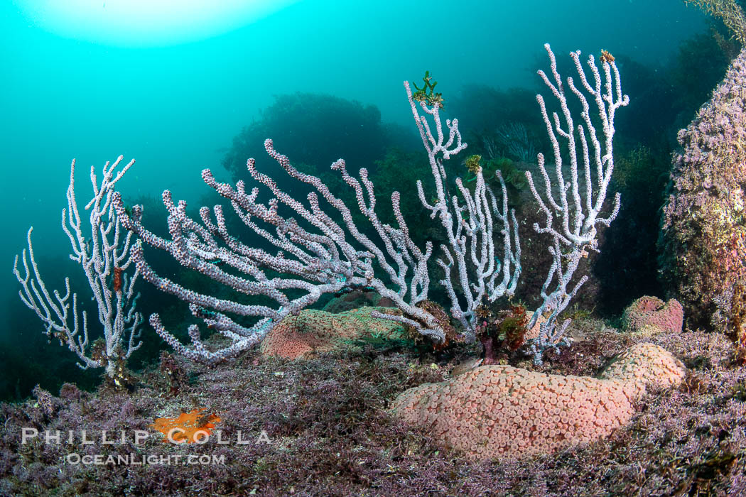 Gorgonians on Lush Rocky Reef, San Pedro Martir Island, Sea of Cortez. Gorgonians are colonial filter feeders, spreading their branches into the currents flowing over the reef in order to gather passing bits of food, Isla San Pedro Martir, Sonora, Mexico Gorgonians on Lush Rocky Reef, San Pedro Martir Island, Sea of Cortez. Gorgonians are colonial filter feeders, spreading their branches into the currents flowing over the reef in order to gather passing bits of food, Isla San Pedro Martir, Sonora, Mexico