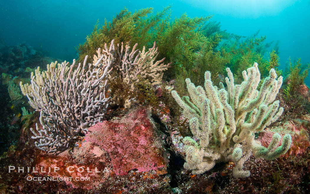 Gorgonians on Lush Rocky Reef, San Pedro Martir Island, Sea of Cortez. Gorgonians are colonial filter feeders, spreading their branches into the currents flowing over the reef in order to gather passing bits of food, Isla San Pedro Martir, Sonora, Mexico Gorgonians on Lush Rocky Reef, San Pedro Martir Island, Sea of Cortez. Gorgonians are colonial filter feeders, spreading their branches into the currents flowing over the reef in order to gather passing bits of food, Isla San Pedro Martir, Sonora, Mexico