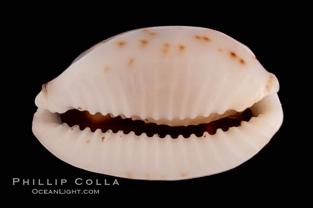 Graceful Cowrie., Cypraea gracilis, natural history stock photograph, photo id 08279