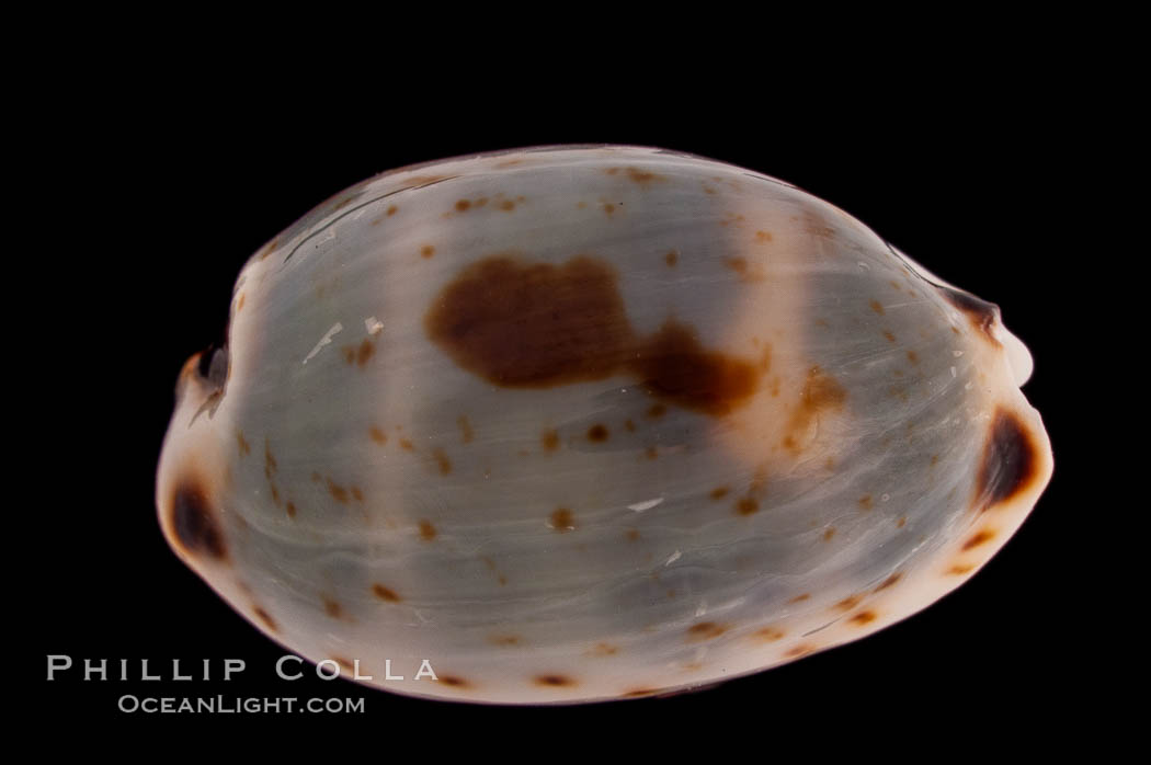 Graceful Cowrie., Cypraea gracilis, natural history stock photograph, photo id 08278