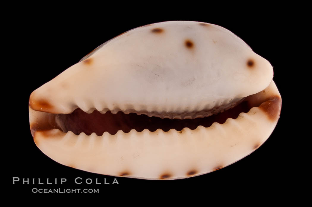 Graceful Cowrie., Cypraea gracilis japonica, natural history stock photograph, photo id 08276