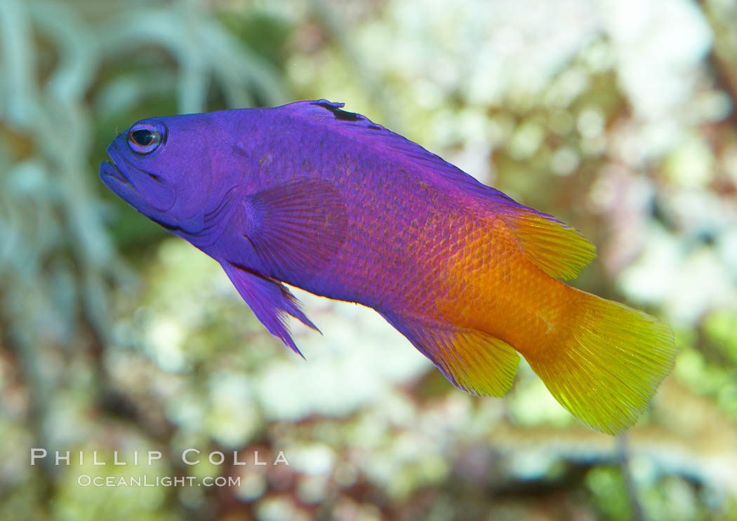 Royal gramma basslet., Gramma loreto, natural history stock photograph, photo id 11828