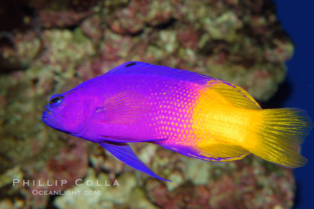 Royal gramma basslet., Gramma loreto, natural history stock photograph, photo id 08681