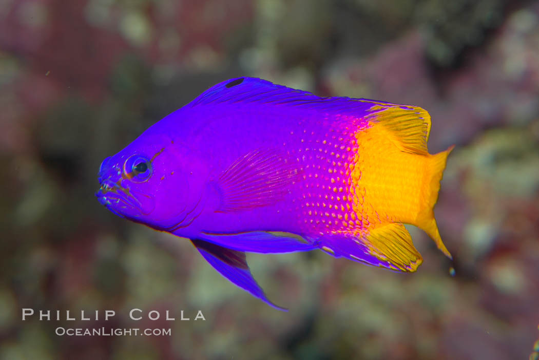 Royal gramma basslet., Gramma loreto, natural history stock photograph, photo id 14493