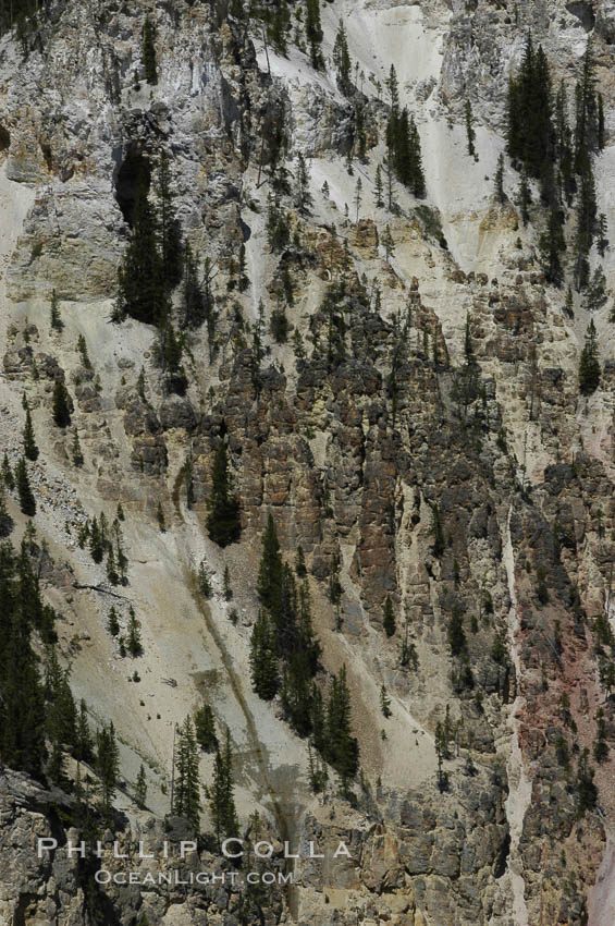 Pine trees and rocky spires dot the yellow-hued sides of Grand Canyon of the Yellowstone. Yellowstone National Park, Wyoming, USA, natural history stock photograph, photo id 07370