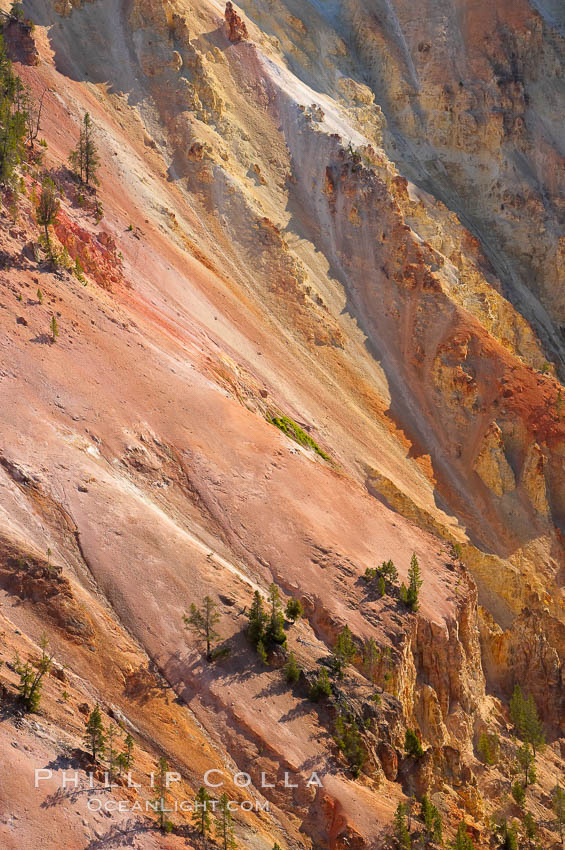 The sheer walls of the Grand Canyon of the Yellowstone take on a variety of yellow, red and orange hues due to iron oxidation in the soil and, to a lesser degree, sulfur content. Yellowstone National Park, Wyoming, USA, natural history stock photograph, photo id 13346