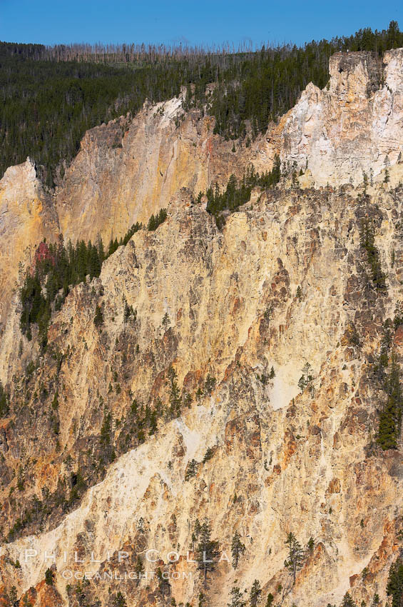 The sheer walls of the Grand Canyon of the Yellowstone take on a variety of yellow, red and orange hues due to iron oxidation in the soil and, to a lesser degree, sulfur content. Yellowstone National Park, Wyoming, USA, natural history stock photograph, photo id 13344