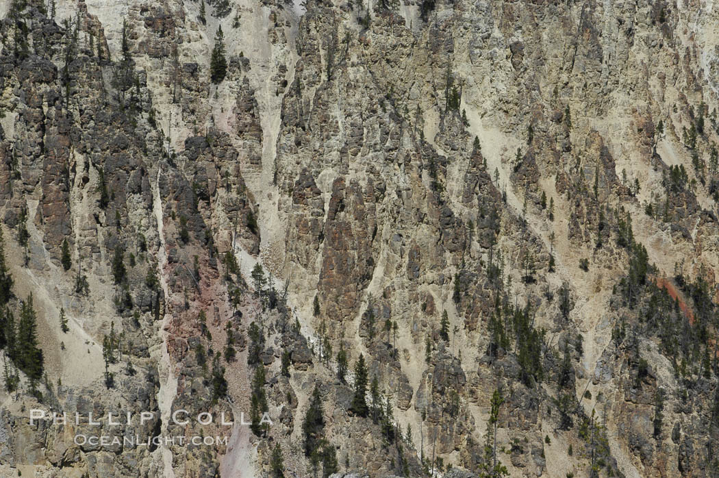 Pine trees and rocky spires dot the yellow-hued sides of Grand Canyon of the Yellowstone. Yellowstone National Park, Wyoming, USA, natural history stock photograph, photo id 07371
