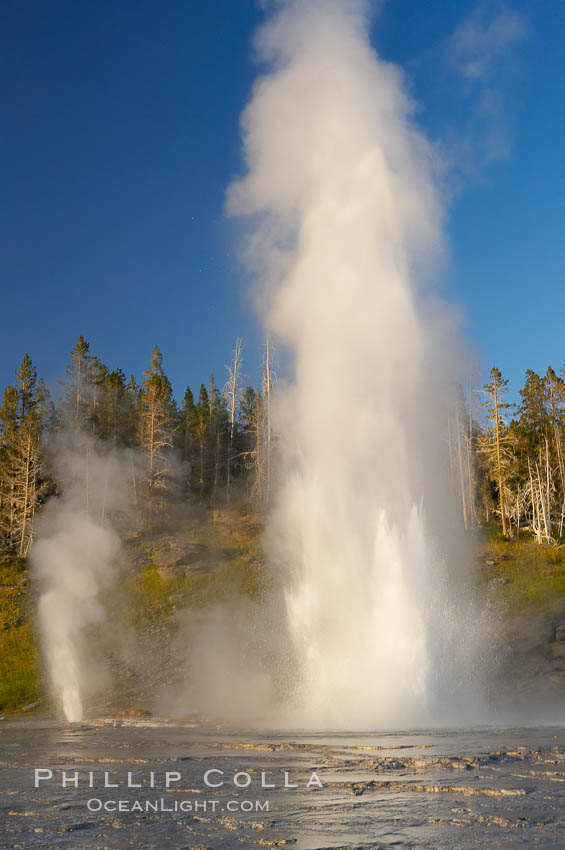 Grand Geyser erupts (right) with a simultaneous eruption from Vent Geyser (left).  Grand Geyser is a fountain-type geyser reaching 200 feet in height and lasting up to 12 minutes.  Grand Geyser is considered the tallest predictable geyser in the world, erupting about every 12 hours.  It is often accompanied by burst or eruptions from Vent Geyser and Turban Geyser just to its left.  Upper Geyser Basin. Yellowstone National Park, Wyoming, USA, natural history stock photograph, photo id 13448