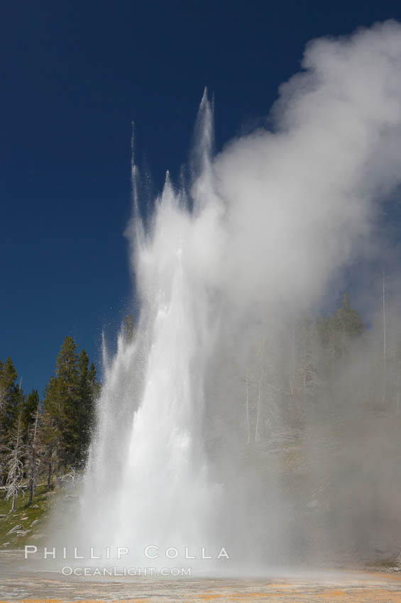 Grand Geyser erupts. Grand Geyser is a fountain-type geyser reaching 200 feet in height and lasting up to 12 minutes.  Grand Geyser is considered the tallest predictable geyser in the world, erupting about every 12 hours.  It is often accompanied by burst or eruptions from Vent Geyser and Turban Geyser just to its left.  Upper Geyser Basin. Yellowstone National Park, Wyoming, USA, natural history stock photograph, photo id 13447