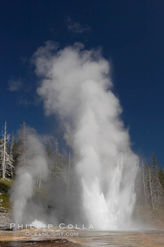 Grand Geyser (right), Turban Geyser (center) and Vent Geyser (left) erupt in concert.  An apron of bacteria covered sinter occupies the foreground when water from the eruptions flows away.  Grand Geyser is a fountain-type geyser reaching 200 feet in height and lasting up to 12 minutes.  Grand Geyser is considered the tallest predictable geyser in the world, erupting about every 12 hours.  It is often accompanied by burst or eruptions from Vent Geyser and Turban Geyser just to its left.  Upper Geyser Basin. Yellowstone National Park, Wyoming, USA, natural history stock photograph, photo id 13459