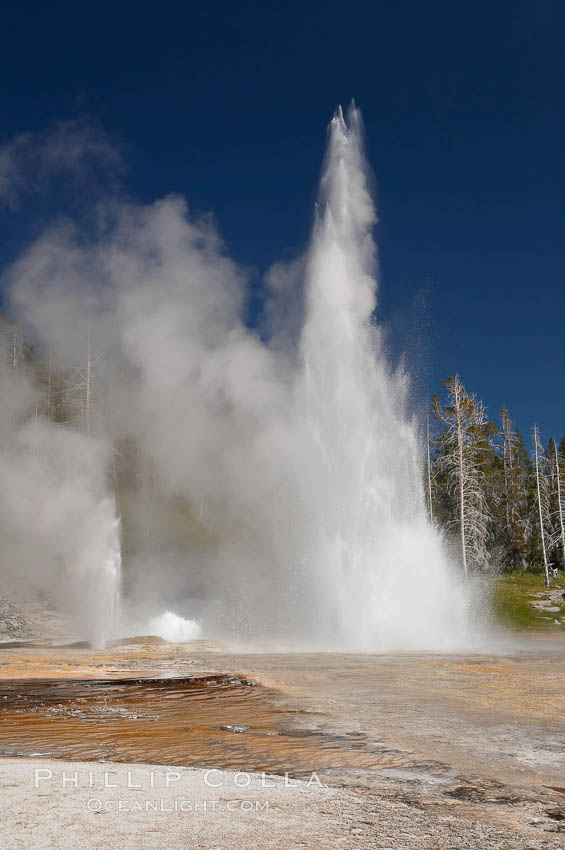 Grand Geyser (right), Turban Geyser (center) and Vent Geyser (left) erupt in concert.  An apron of bacteria covered sinter occupies the foreground when water from the eruptions flows away.  Grand Geyser is a fountain-type geyser reaching 200 feet in height and lasting up to 12 minutes.  Grand Geyser is considered the tallest predictable geyser in the world, erupting about every 12 hours.  It is often accompanied by burst or eruptions from Vent Geyser and Turban Geyser just to its left.  Upper Geyser Basin. Yellowstone National Park, Wyoming, USA, natural history stock photograph, photo id 13453