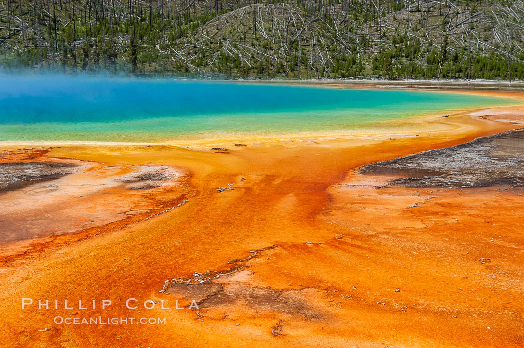Grand Prismatic Spring displays brilliant colors along its edges, created by species of thermophilac (heat-loving) bacteria that thrive in narrow temperature ranges. The outer orange and red regions are the coolest water in the spring, where the overflow runs off. Midway Geyser Basin, Yellowstone National Park, Wyoming, USA, natural history stock photograph, photo id 07265
