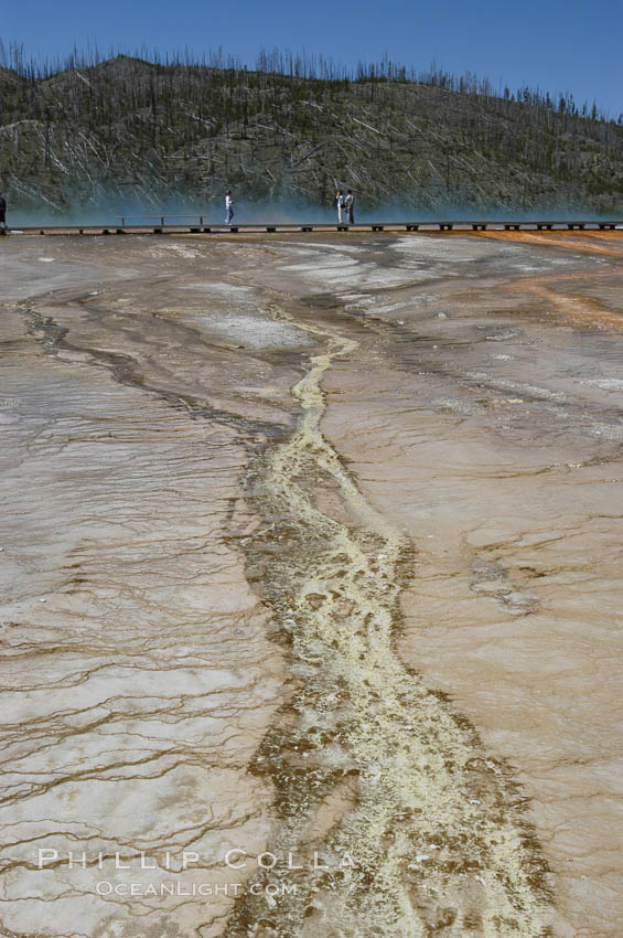 Grand Prismatic Springs brilliantly colored waters are the result of thermophilic cyanobacteria and algae.  Midway Geyser Basin. Yellowstone National Park, Wyoming, USA, natural history stock photograph, photo id 07266