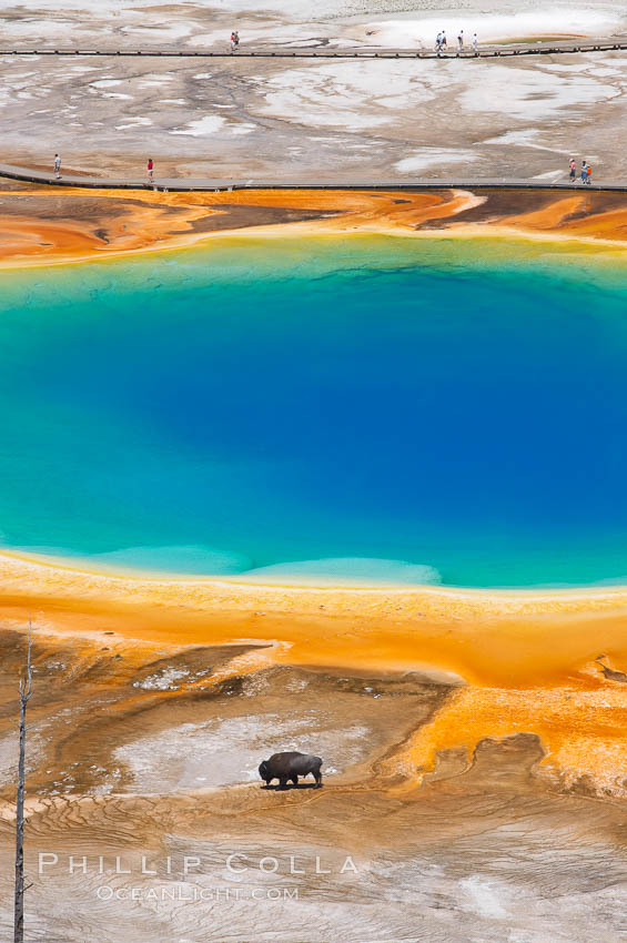 Grand Prismatic Spring displays a stunning rainbow of colors created by species of thermophilac (heat-loving) bacteria that thrive in narrow temperature ranges.  The blue water in the center is too hot to support any bacterial life, while the outer orange rings are the coolest water.  Grand Prismatic Spring is the largest spring in the United States and the third-largest in the world.  Midway Geyser Basin. Yellowstone National Park, Wyoming, USA, natural history stock photograph, photo id 13578