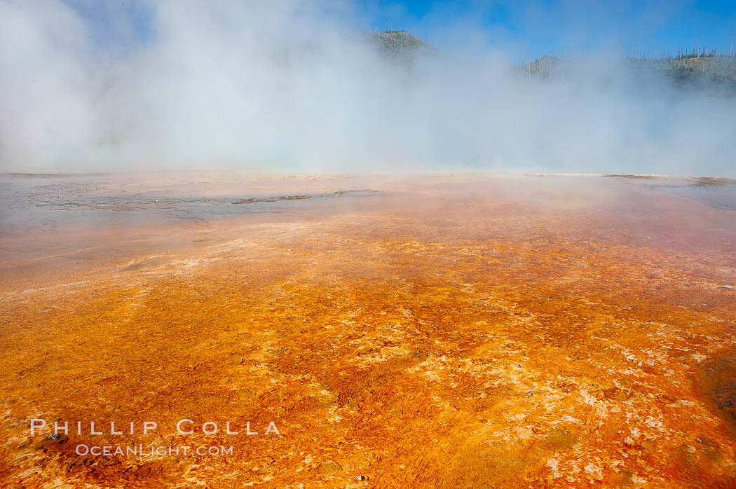 Grand Prismatic Spring displays brilliant colors along its edges, created by species of thermophilac (heat-loving) bacteria that thrive in narrow temperature ranges.  The outer orange and red regions are the coolest water in the spring, where the overflow runs off.  Midway Geyser Basin. Yellowstone National Park, Wyoming, USA, natural history stock photograph, photo id 13590