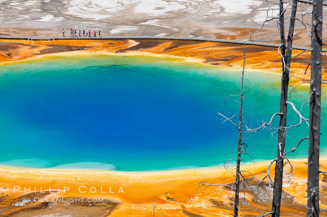 Grand Prismatic Spring displays a stunning rainbow of colors created by species of thermophilac (heat-loving) bacteria that thrive in narrow temperature ranges.  The blue water in the center is too hot to support any bacterial life, while the outer orange rings are the coolest water.  Grand Prismatic Spring is the largest spring in the United States and the third-largest in the world.  Midway Geyser Basin. Yellowstone National Park, Wyoming, USA, natural history stock photograph, photo id 13580