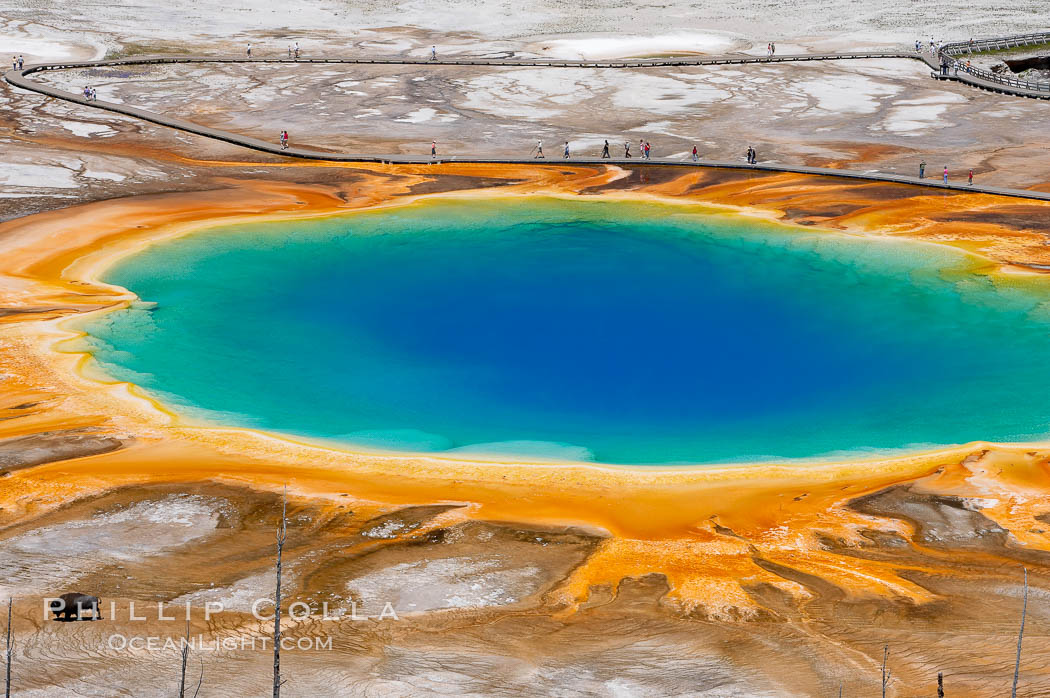 Grand Prismatic Spring displays a stunning rainbow of colors created by species of thermophilac (heat-loving) bacteria that thrive in narrow temperature ranges.  The blue water in the center is too hot to support any bacterial life, while the outer orange rings are the coolest water.  Grand Prismatic Spring is the largest spring in the United States and the third-largest in the world.  Midway Geyser Basin. Yellowstone National Park, Wyoming, USA, natural history stock photograph, photo id 13575